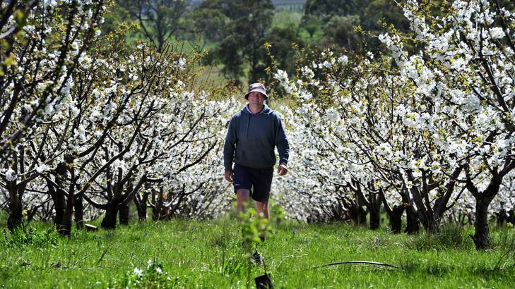 Valley Fresh Cherry and Stone Fruit Orchard owner Barisha Batinich walks through the blossoming trees on his property near Young as farmers look forward to a bountiful harvest . Photo: Jay Cronan