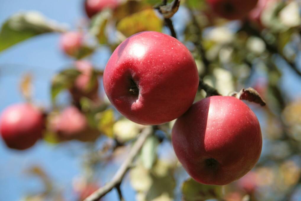 Wild thing: Go on the apple hunt with the Lyneham Commons on St Valentine's Day, February 14.  Photo: Supplied