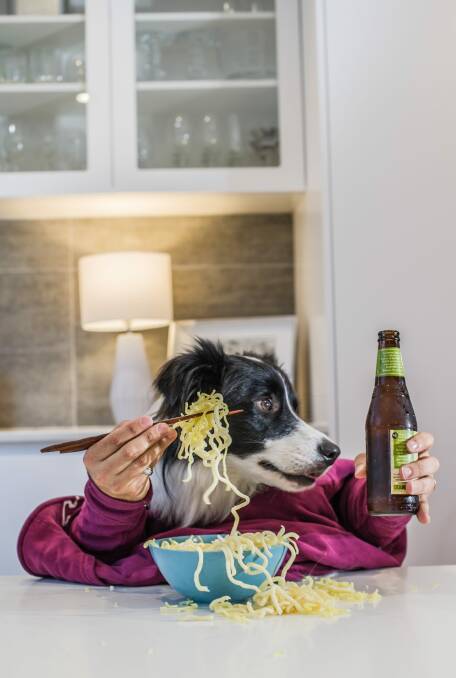 Good food night noodle markets will be allowing dogs to attend. Dog model Murphy Johnstone of Spence. Photo: karleen minney