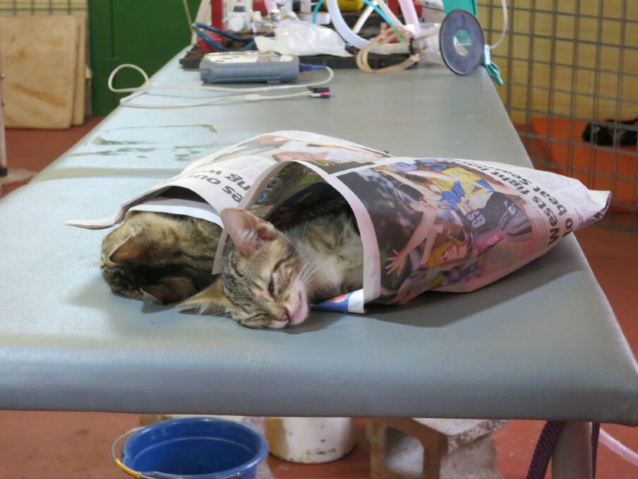 Just de-sexed cats snooze off the anaesthetic. The wrapping helps the cats feel comfortable as they wake up. Photo: Supplied