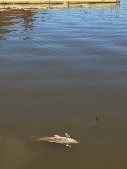 Dead carp float in Kingston Foreshore on November 24 Photo: Georgina Connery