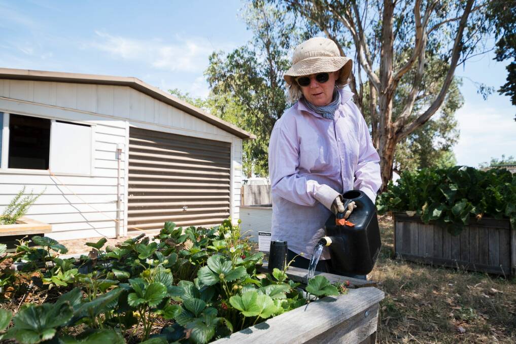 Trish McEwan waters plants at the Canberra City Farm Education Centre during Sunday's hot weather.  Photo: Dion Georgopoulos