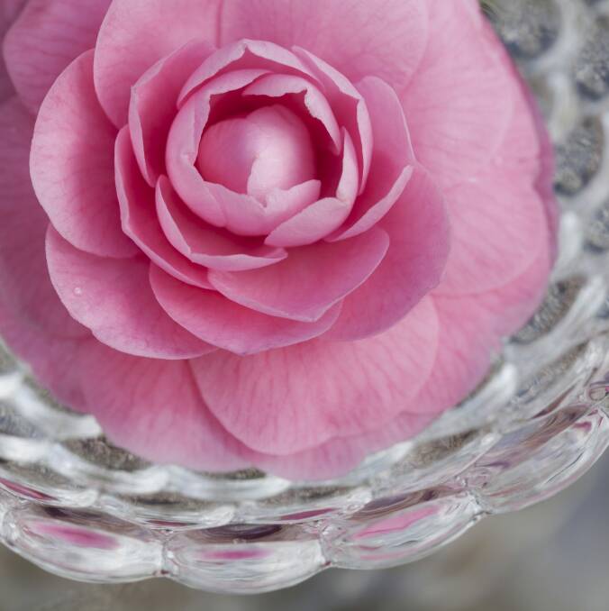 Float camellias in bowls of water, even if it does feel a bit 1960s la-di-da. Photo: iStock