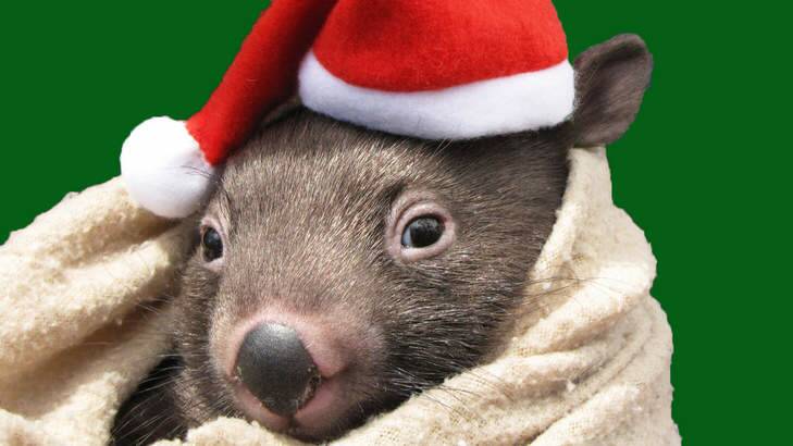 Willow the wombat from Wildcare 2014 calendar. Photo: Supplied