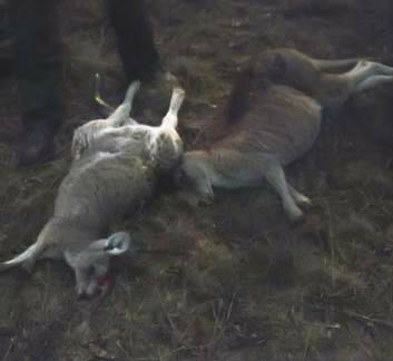 Hunted ... Two kangaroos taken down with headshots. Photo: Supplied