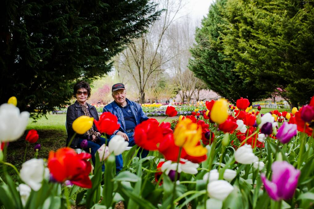 Pat and Bill Rhodin own Tulip Top Gardens off the Federal Highway near Canberra, and they have seen record crowds through their gardens this year. Photo: Jamila Toderas