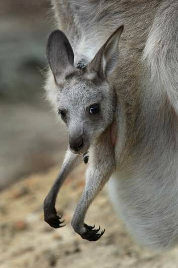A kangaroo with joey. Photo: Orlando Chiodo