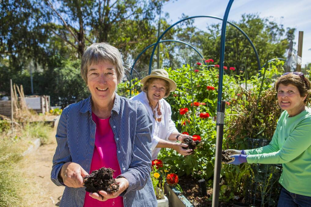  Sharon Blight with a handful of worms and behind from left, Penny Ramsay and Anna Sutherland.

 Photo: Jamila Toderas