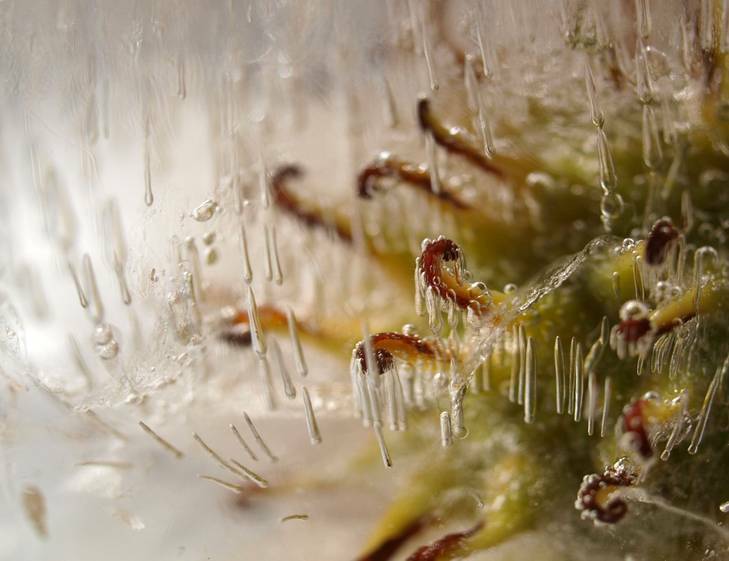 'Out of this World', a photo sent into to the Canberra Times Readers Winter Photo competition. A prickly seed pod from the Plane Tree encased in ice. Photo: Sandra McCabe, Weetangera