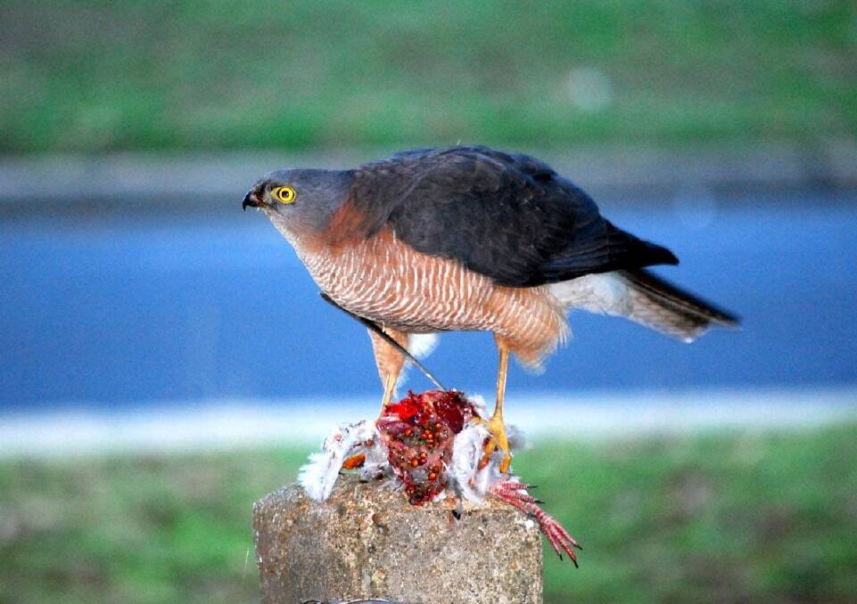 Balance: The dining Sparrowhawk reveals another side of birdlife. Photo: Jim Cottee