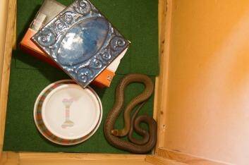 A snake in one of Wayne Alford's snake storage boxes. Photo: Jay Cronan