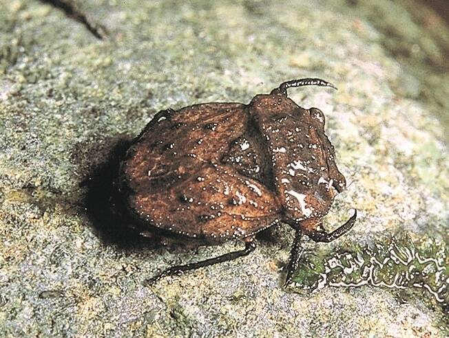 The Upper Murrumbidgee Waterwatch crew found this rare Toad bug. Photo: Supplied