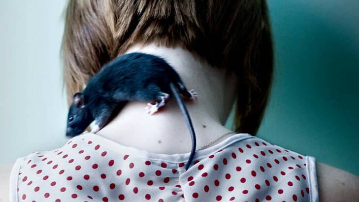Pet rats have proved a popular tool to relieve separation anxiety in children at Isabella Plains Childcare and Education Centre. Photo: Supplied