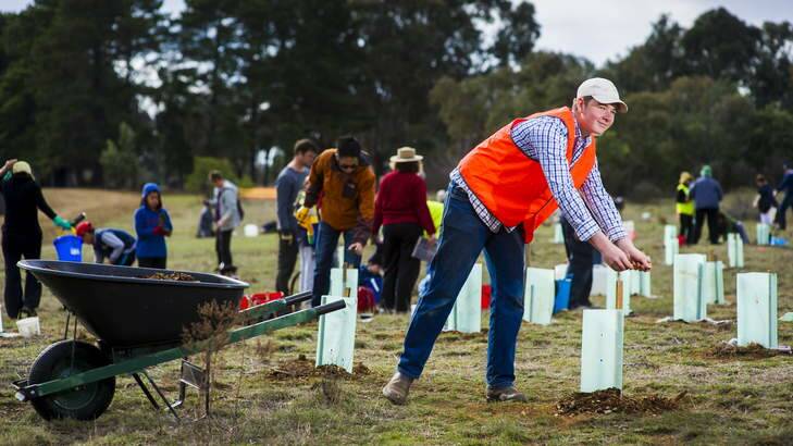 Tom Pickard puts down mulch around planted trees at Mt Majura for National plant a tree day. Photo: Rohan Thomson