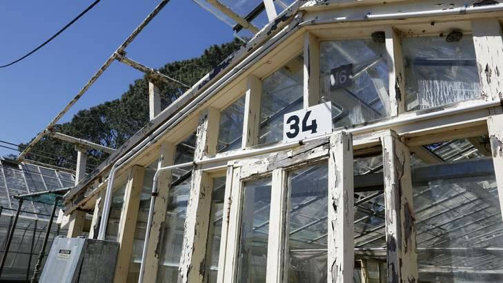 One of the older glass houses at the Yarralumla Nursery that are no longer used. Photo: Jeffrey Chan