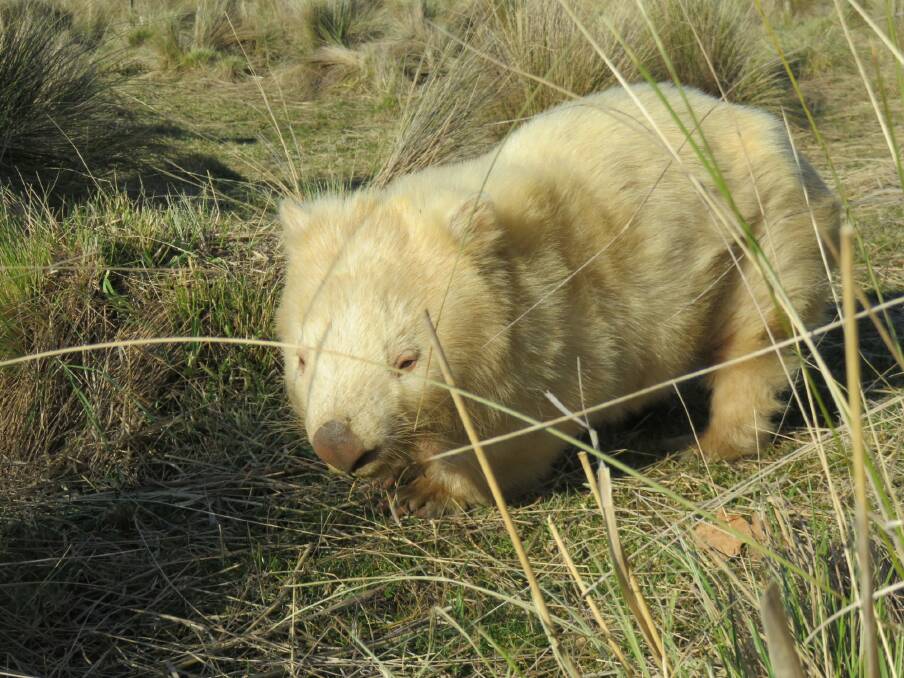 AJ the albino wombat, affectionately known as Ginger Meggs. Photo: Tim the Yowie Man