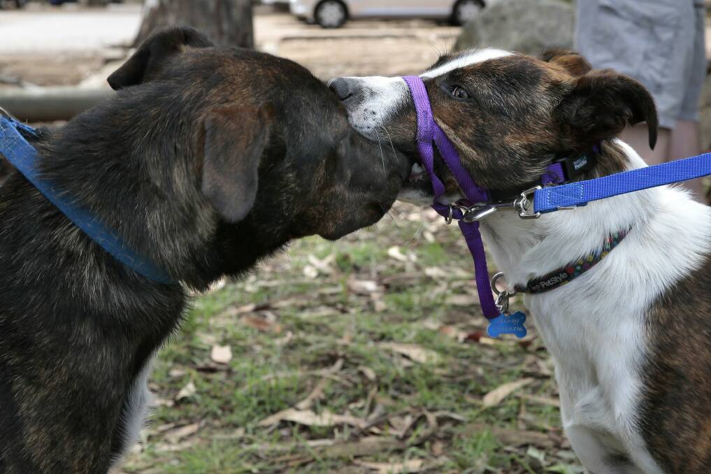 Milo and Missy sniff each other at Weston Park, 10 months after they were found dumped in a box in Higgins. Photo: Jeffrey Chan