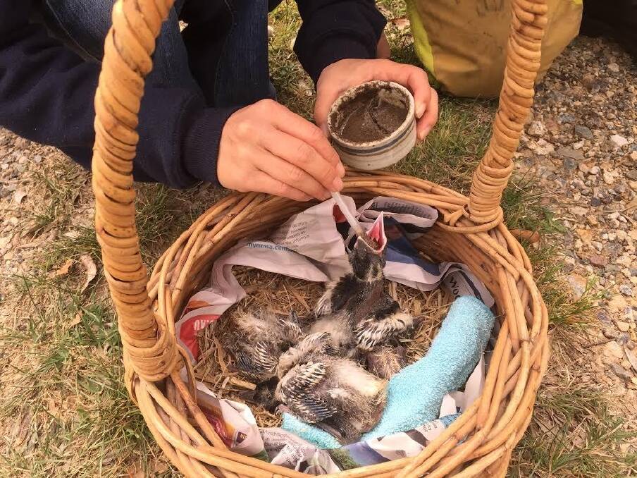 Baby magpies rescued from a tree in Evatt on Wednesday. Photo: Supplied
