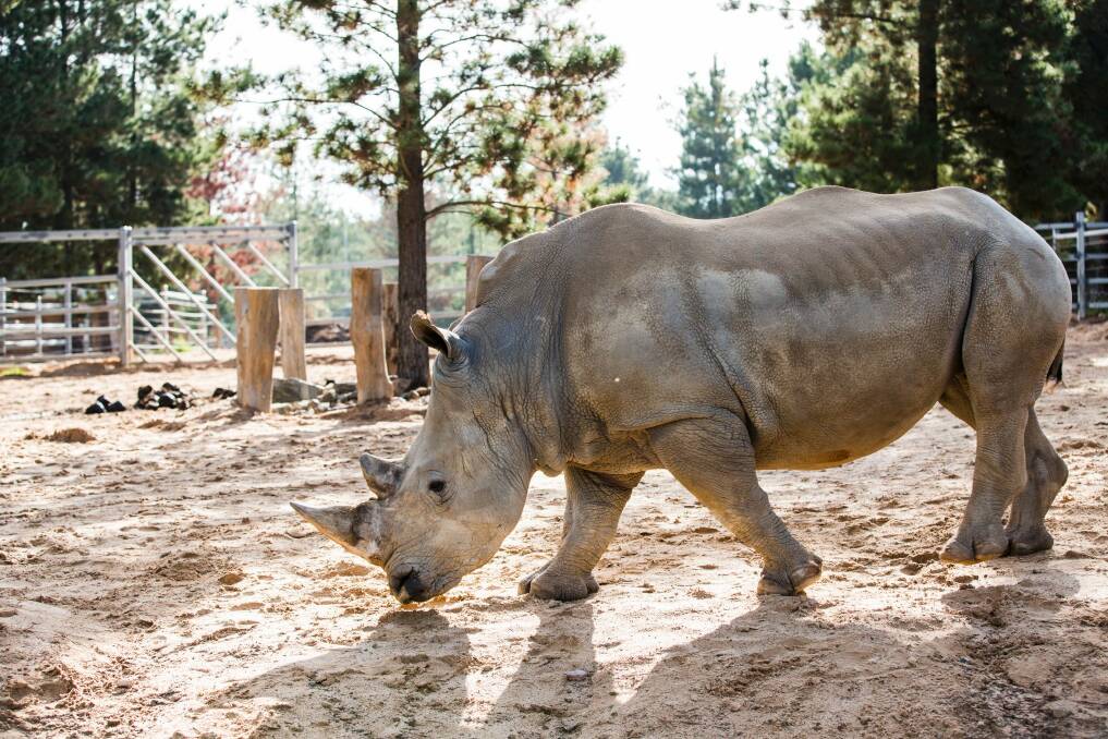 Three White Rhinoceros are also on show for the first time as part of the zoo's new expansion. Photo: Jamila Toderas