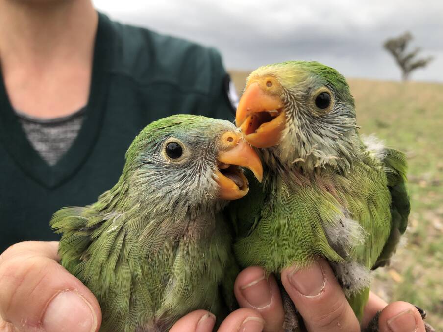 Two superb parrots born during 2018 in Canberra. Photo: ACT Parks and Conservation Service