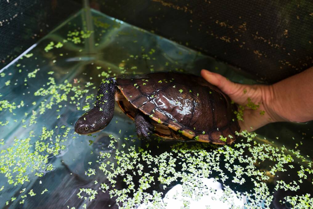 An eastern long-necked turtle rescued after it was hit by a car and left with a damaged shell. Photo: Rohan Thomson
