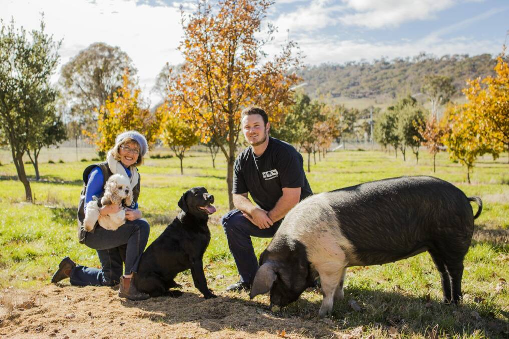 Sherry McArdle-English with her truffle dog Snuffle,  manager Jayson Mesman with Samson the truffle dog, and Winnie the truffle pig. Photo: Jamila Toderas