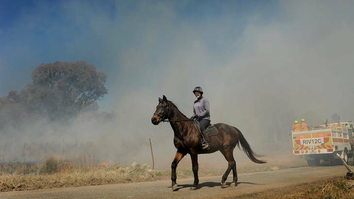 Thirty-year-old Jack with Karami Hearn onboard walk past the backburning. Jack survived the bushfires and is who the Brumbies mascot " Brumby Jack" is named after. Photo: Colleen Petch