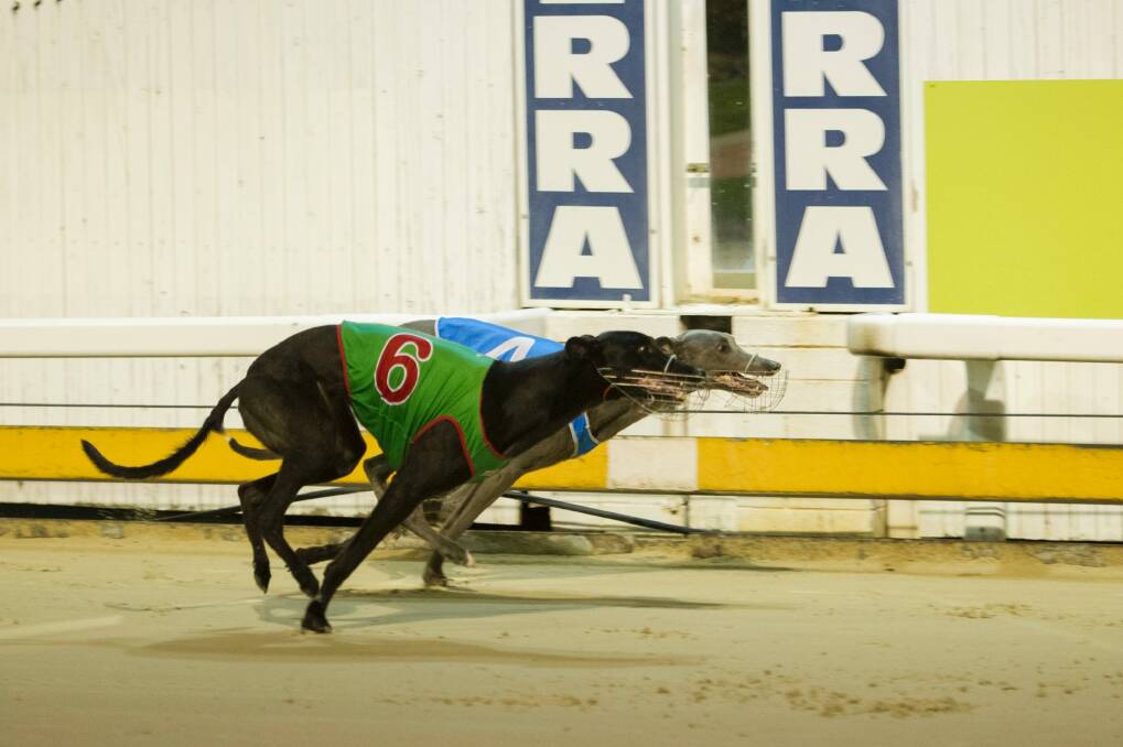 Greyhound racing is now illegal in Canberra.  Photo: Jay Cronan