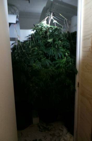The cannabis plants seized from a Stirling house. Photo: Supplied