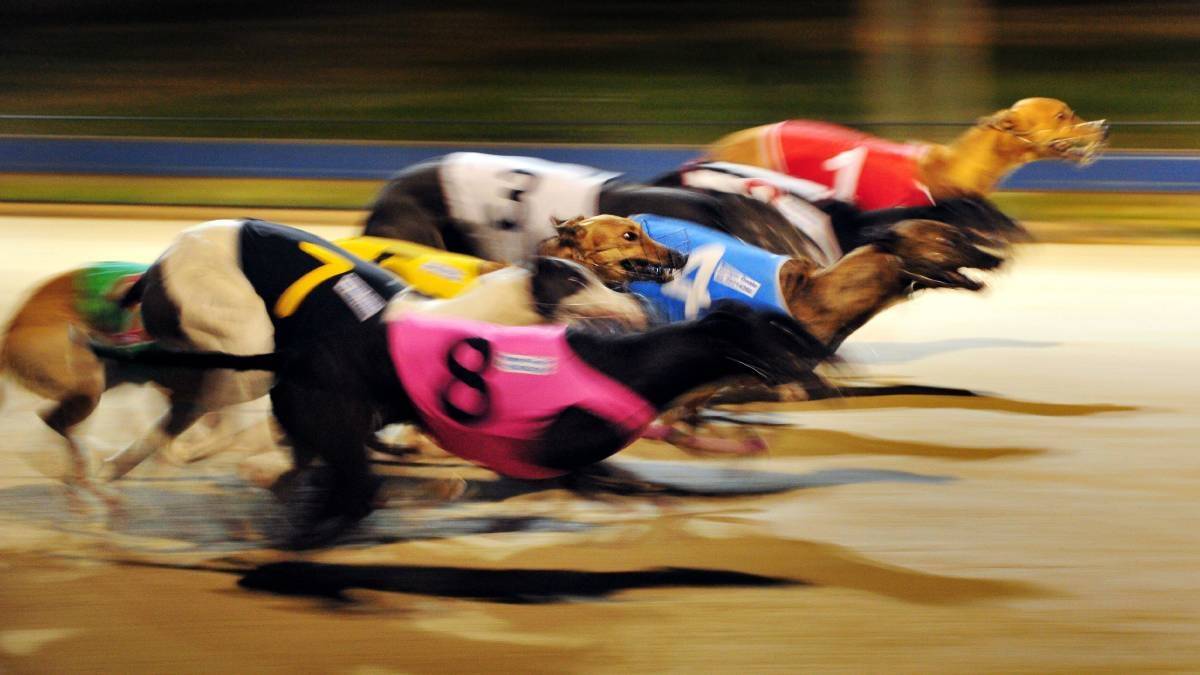 Greyhound racing ban is tough but necessary. Photo: Illawara Mercury