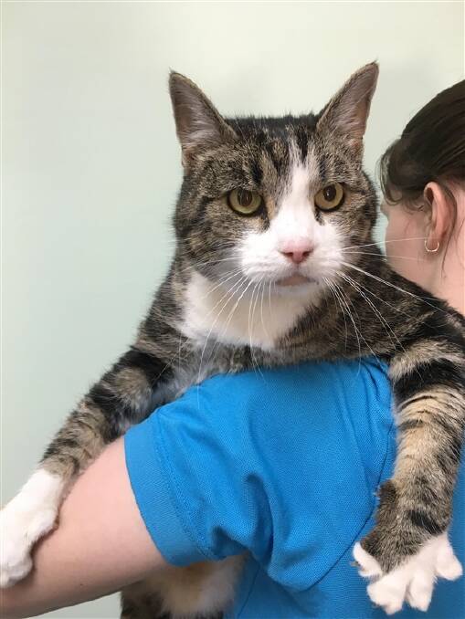 Nicki the tabby hasn't quite reached her goal weight yet. Photo: RSPCA ACT