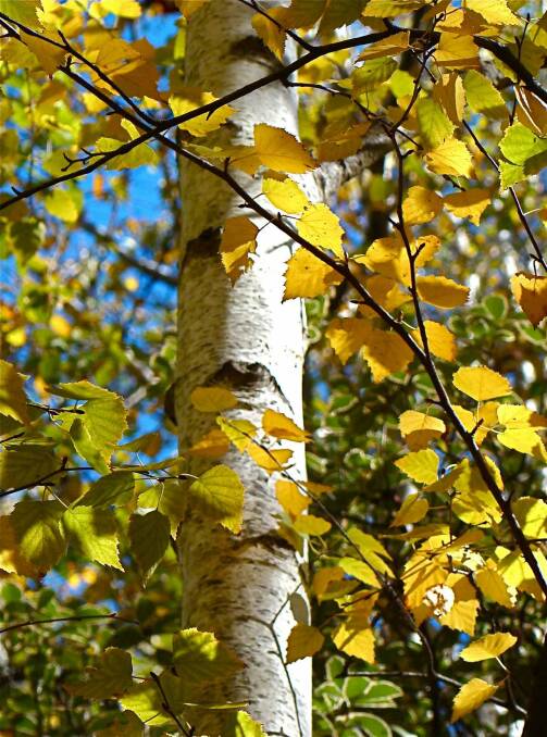 The silver birch is a favourite for many at the National Arboretum Canberra. Photo: Linda Muldoon