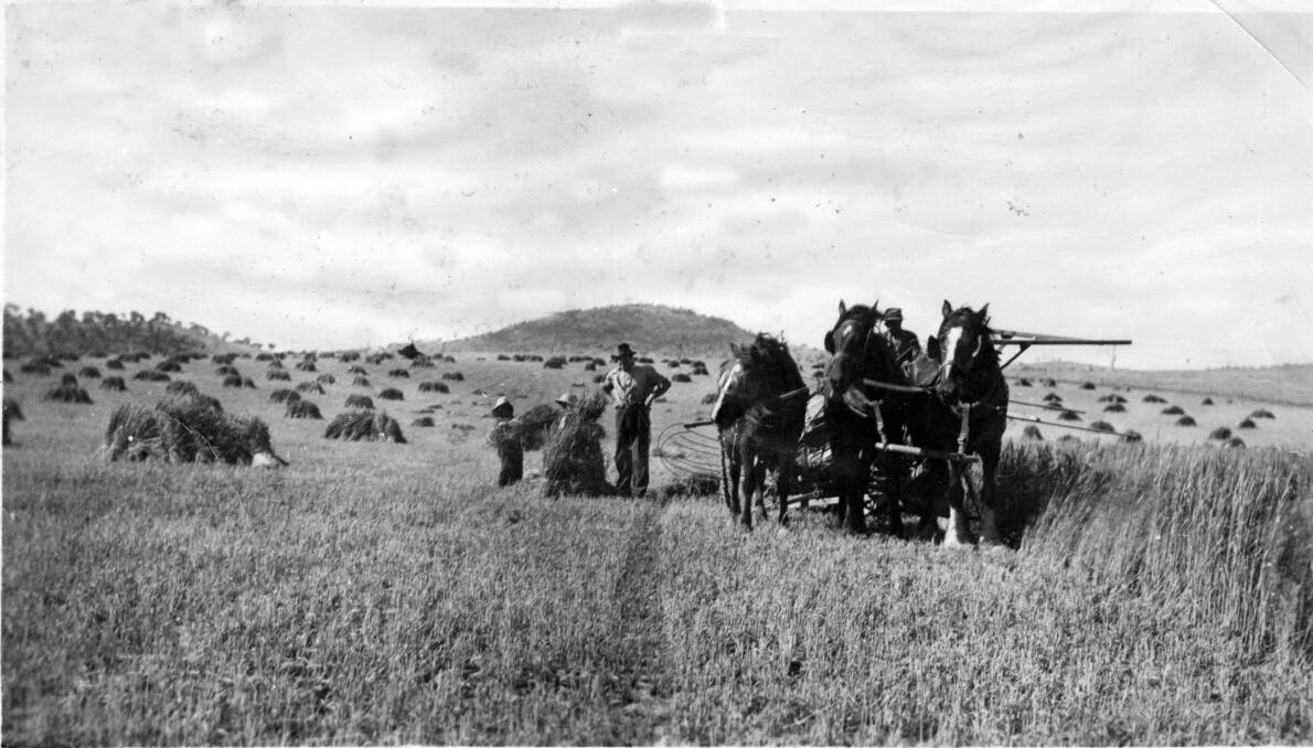 Darcy Thompson with his binder and draft horses on Block 4A, Pine Island, reaping hay in the 1920s. Charlie Curley is helping the two small boys, Ian Thompson and a friend, gather sheaves. Mt Taylor can be seen in the background. Photo: Ian Thompson