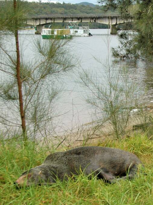 A fur seal sun bakes on the banks of the Shoalhaven River. Photo: NPWS