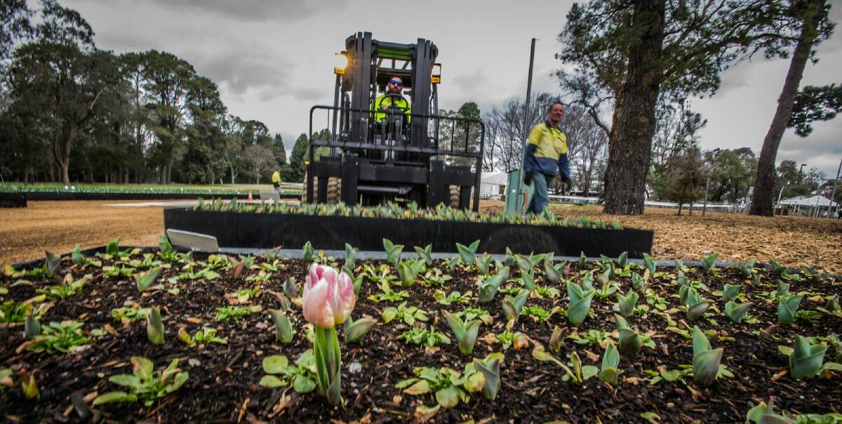Transport and installation of the largest portable flowerbed display in the world, bulbs grown in Yarralumla nursery to Commonwealth Park, the site of Floriade. Photo: Karleen Minney