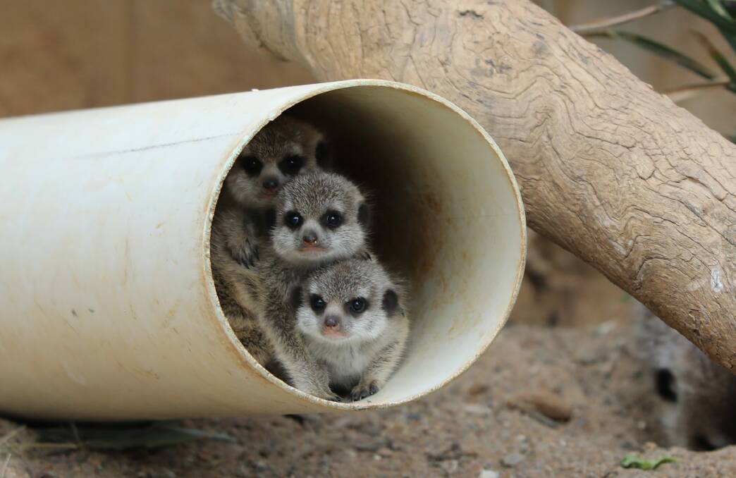 The National Zoo & Aquarium in Canberra is celebrating the arrival of three adorable meerkat pups. Photo: Supplied