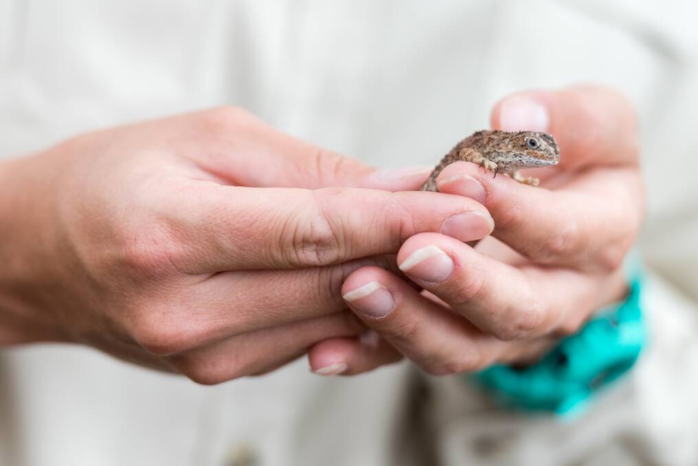An ACT Parks and Consvation Officer holding a Grassland Earless Dragon. Photo: Cathy Jackway