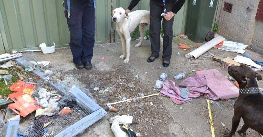 A tan and white Bullmastiff seized by the RSPCA Photo: Supplied