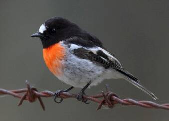 The Scarlet Robin needs help to avoid extinction in the next 25 to 50 years.. Photo: Supplied