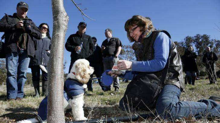 Snuffle the truffle dog at Ruffles Estate with owner Sherry McArdle-English during a truffle hunt as part of the Canberra and Capital Region  Truffle Festival. Photo: Jeffrey Chan