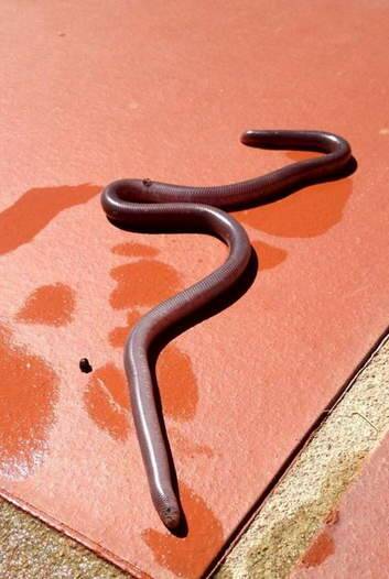 A rare blind snake found by a family in Isaacs in their pool.