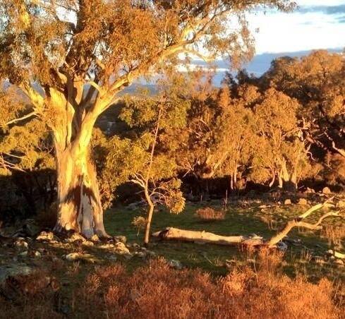 Can you see "Red Hill's 'shadow man"?  Photo: Kasey Tomkins