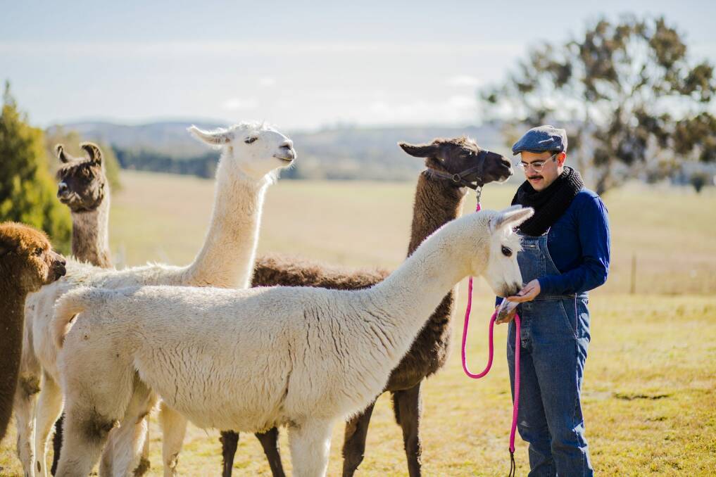 23-year-old Mark Ayyad is hoping to start his own llama farm at Tarlo.
  Photo: Jamila Toderas