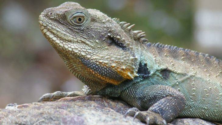 Conspicuous star: A Water Dragon at Australian National Botanic Gardens.