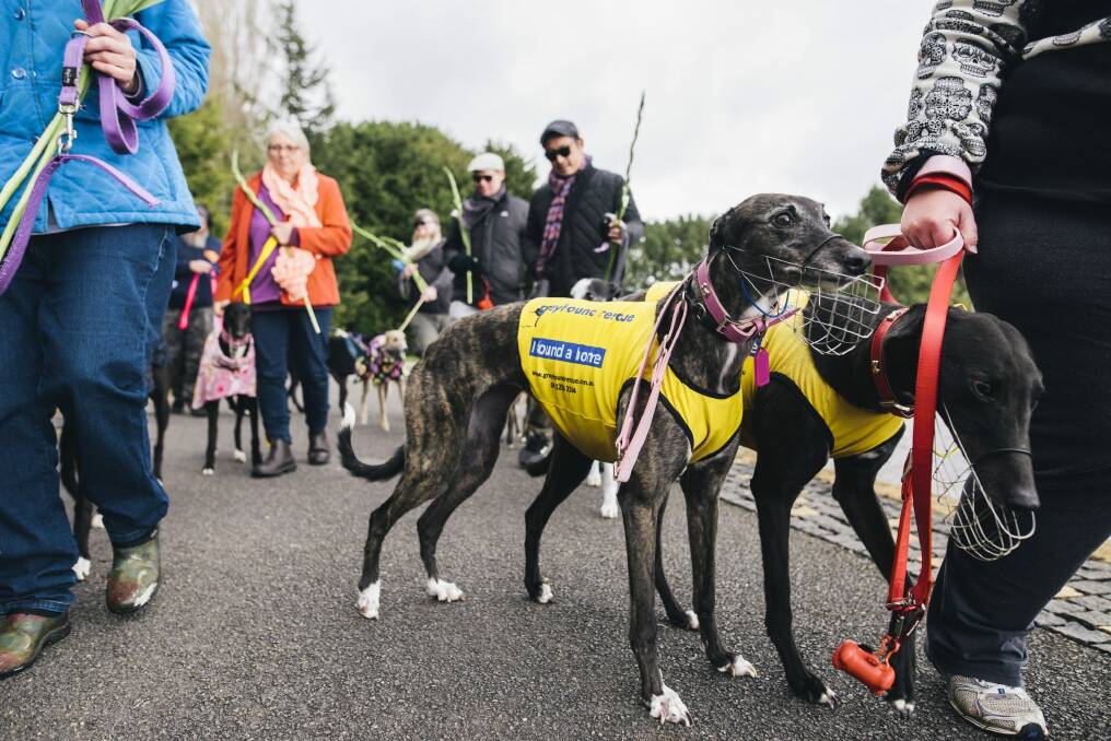 About 40 greyhound lovers attended a rally at Canberra's Nara Park last July, organised by the Animal Justice Party as a part of a global event called "March for the Murdered Million". Photo: Rohan Thomson