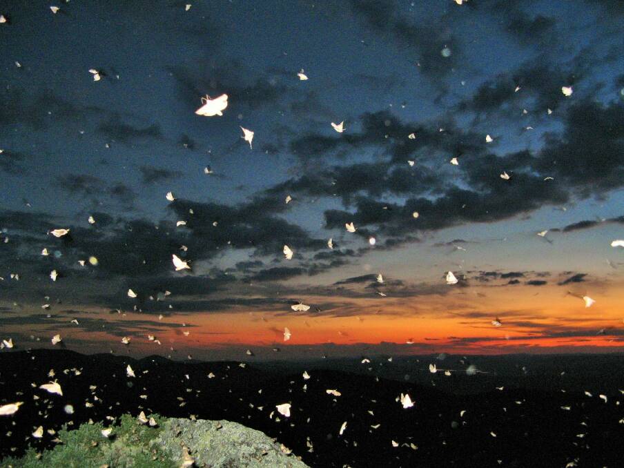 Bogong moths fill the night sky in the Brindabellas. Photo: Peter Blunt