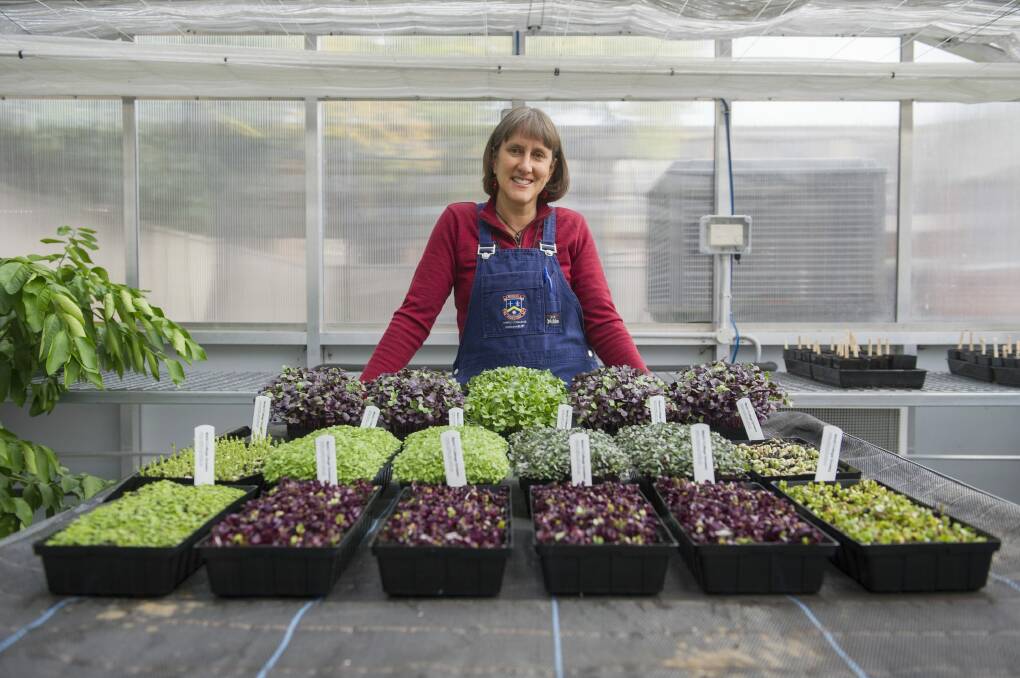 Merici College sustainability teacher Fiona Buining with the microgreens she grows in the school's greenhouse. Photo: Jay Cronan