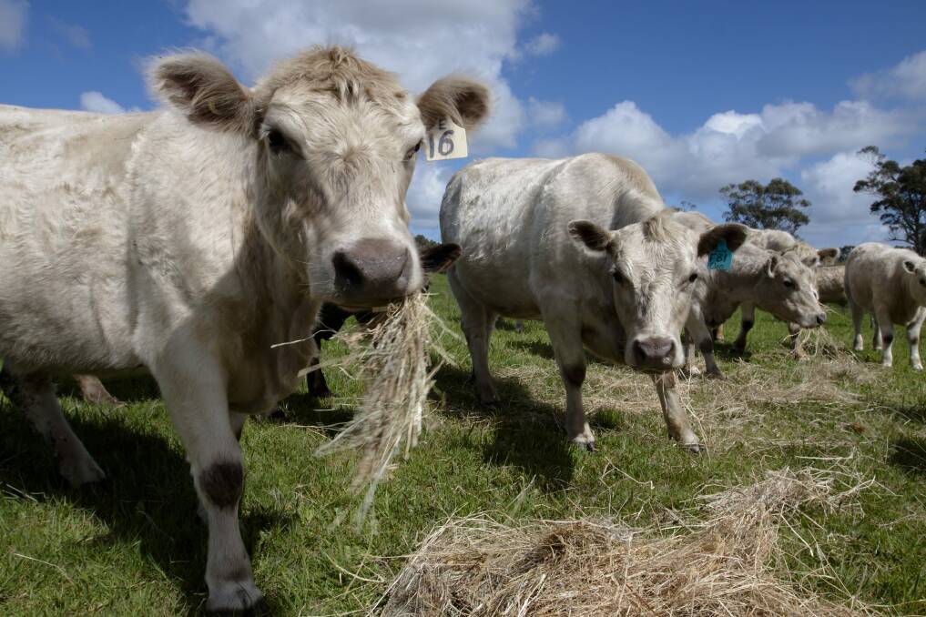 The Australian Veterinary Association says the plan will weaken the government veterinary workforce and potentially the nation's livestock industry. Photo: Steve Hynes