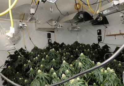 A cannabis grow house in Fisher, Canberra. Photo: ACT Policing
