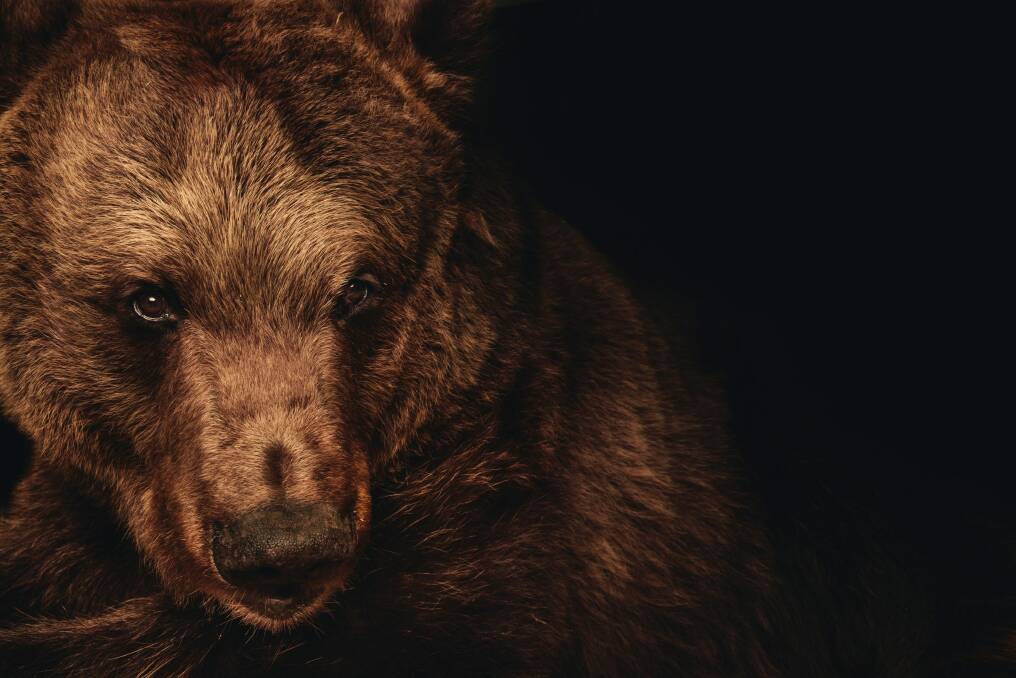 Darkle the brown bear, who was the last of the original animals which helped establish Canberra's zoo. Photo: Rohan Thomson